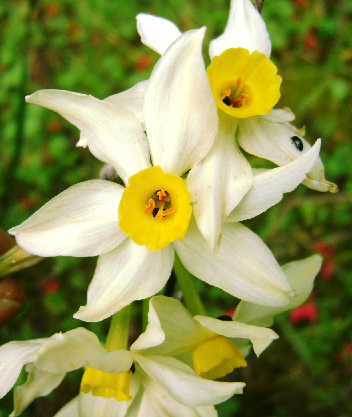 Narcissus tazetta ssp. tazetta